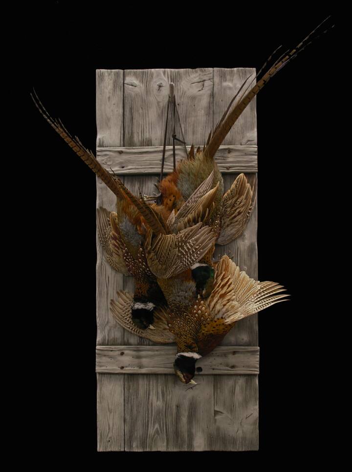 Pheasant mount?