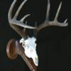 Whitetail European Mount on Angled Walnut Panel