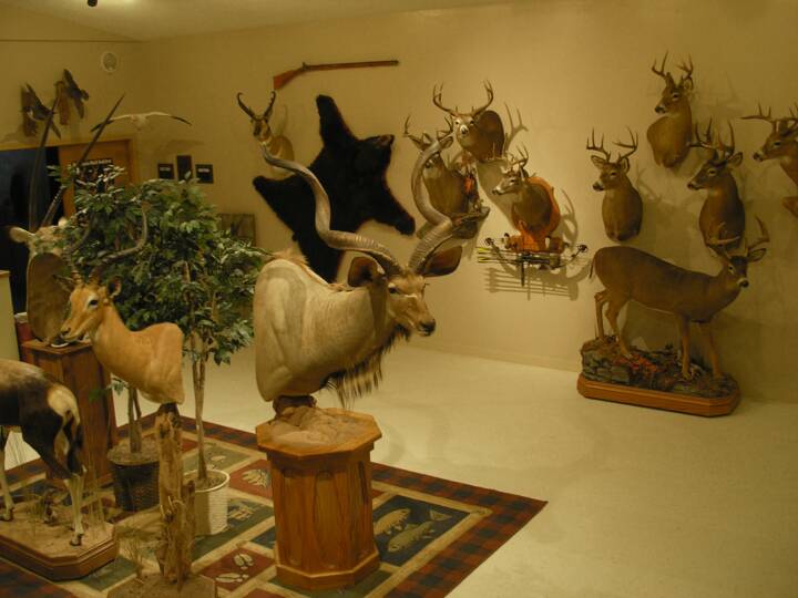 Two Rivers Taxidermy Taxidermist North of Twin Cities Minnesota