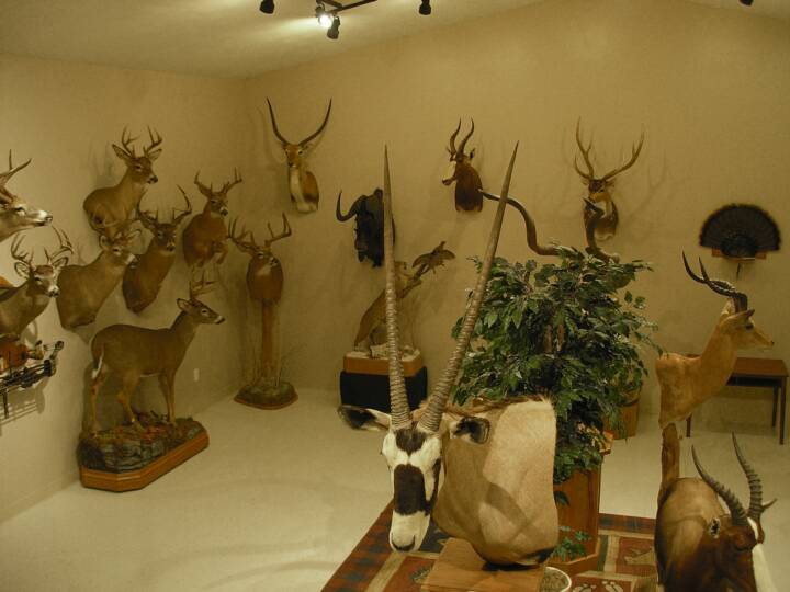 Two Rivers Taxidermy Taxidermist North of Twin Cities Minnesota