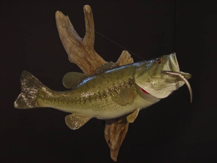 Fish Taxidermist - TWO RIVERS TAXIDERMY, Hinckley MN